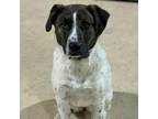 Adopt Birdie LB a Pointer