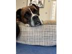 Adopt Roxie - IN TRAINING/FOSTER ME!! a Boxer