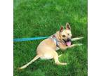 Adopt Shelly a Mixed Breed