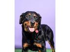 Adopt Genevieve is a saint a Rottweiler