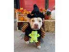 Adopt Blondie a Pit Bull Terrier