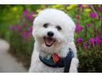 Adopt Lucy London a Bichon Frise, Miniature Poodle