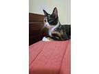 Adopt Lovelace a Domestic Short Hair