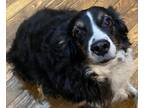 Adopt Riley a Australian Shepherd