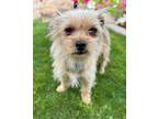 Adopt Silly Sally a Cairn Terrier, Yorkshire Terrier