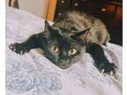 Adopt Zelle aka Zellie Girl a American Shorthair