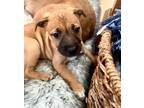 Adopt Lucy $475 a Labrador Retriever, Boxer