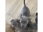 Adopt Moo Moo_3 aka Charlie a Pit Bull Terrier