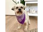 Adopt Cloudy a Shih Tzu