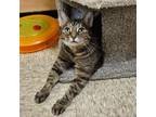 Adopt BCAS Bella Mia a Domestic Short Hair