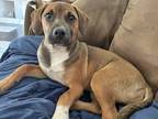 Adopt Willow a Black Mouth Cur, Mixed Breed