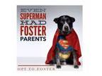 Adopt Fosters Needed a Mixed Breed