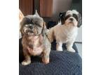 Adopt Charcoal and Marble ( bonded pair) a Shih Tzu