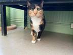 Adopt Lana a Domestic Short Hair