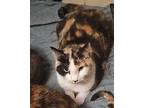 Adopt Penny-Mama a Domestic Short Hair