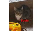 Adopt Susie a Domestic Medium Hair