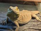 Adopt Mrs Brown a Bearded Dragon