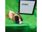 Adopt Zoomie a Abyssinian
