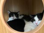 Adopt Mrs Comet & Cybil - LOVING SHY SISTERS a Domestic Medium Hair