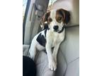 Adopt Rosie - ADOPTED!! a Beagle
