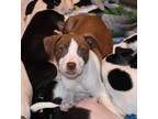 Adopt Marcie a Australian Cattle Dog / Blue Heeler