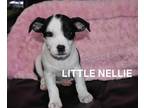 Adopt Little Nellie a Australian Cattle Dog / Blue Heeler