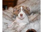 Adopt Sally a Australian Cattle Dog / Blue Heeler