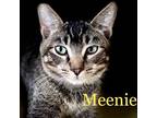 Adopt Meenie a Domestic Short Hair