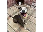 Adopt Kiwi Passionfruit A154303 a Pit Bull Terrier