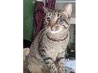 Adopt Bubby a Tabby