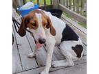 Adopt Daisy May a Treeing Walker Coonhound