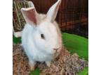 Adopt Diamond a Bunny Rabbit