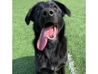 Adopt Willow a Labrador Retriever