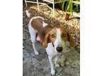 Adopt Winnie a Hound, Beagle