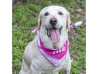 Adopt Gabby a Yellow Labrador Retriever