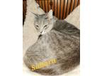 Adopt Sahara a Tabby, Domestic Short Hair