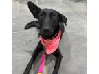 Adopt Pearl a German Shepherd Dog