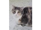 Adopt Lily a Dilute Tortoiseshell, Tabby