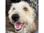 Adopt Bianca a Australian Shepherd, Poodle