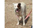 Adopt Cinnamon a Australian Cattle Dog / Blue Heeler