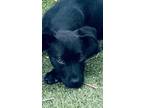 Adopt Donna! Sweet heart puppy! a Black Labrador Retriever, Mixed Breed