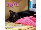 Adopt Tofu a Domestic Short Hair