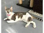 Adopt Charity a Domestic Short Hair, Turkish Van