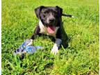 Adopt Molly a Pit Bull Terrier