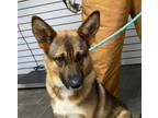 Adopt Hazel Valentine a German Shepherd Dog