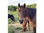 Adopt Robin a Quarterhorse