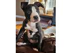 Adopt Victorias Secret a Pit Bull Terrier, Mixed Breed