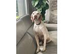 Adopt Jovie a Pointer, Mixed Breed