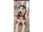 Adopt Blanca aka Bunny a Husky