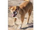 Adopt Dahlia a Pit Bull Terrier, Boxer